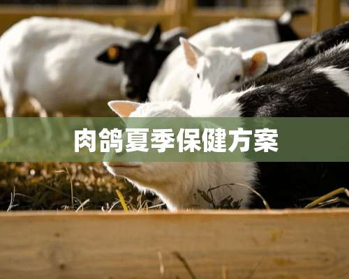 肉鸽夏季保健方案