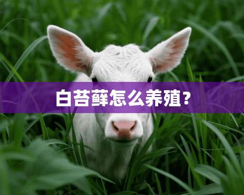 白苔藓怎么养殖？