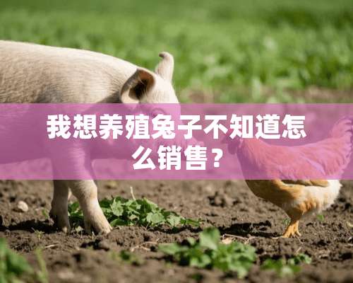 我想养殖兔子不知道怎么销售？