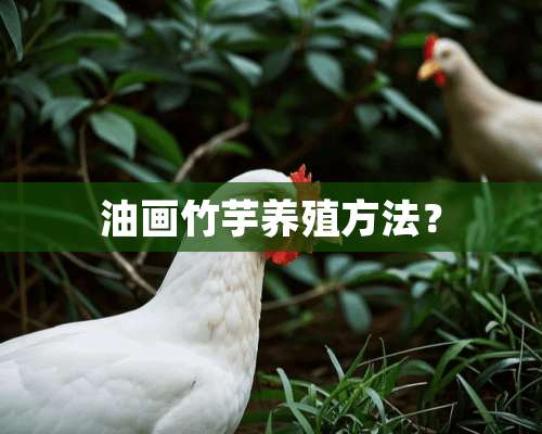 油画竹芋养殖方法？