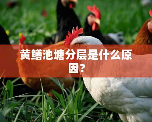 黄鳝池塘分层是什么原因？