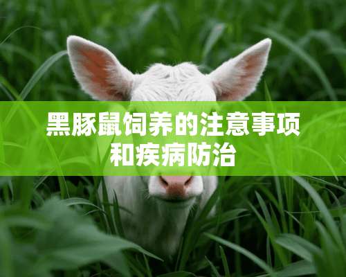 黑豚鼠饲养的注意事项和疾病防治