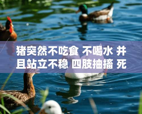 猪突然不吃食 不喝水 并且站立不稳 四肢抽搐 死前呼吸困难 死后身体发白 并有红点