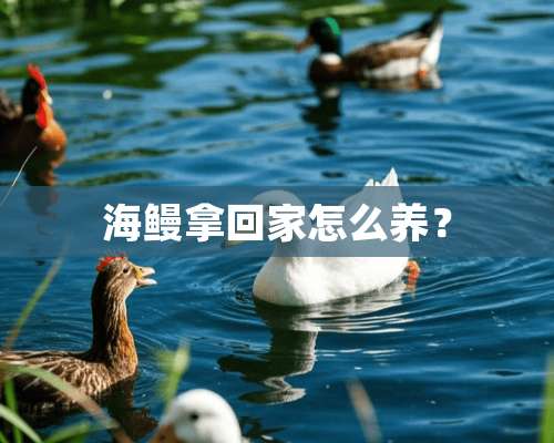 海鳗拿回家怎么养？