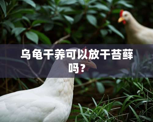 乌龟干养可以放干苔藓吗？