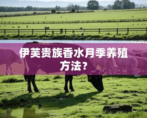 伊芙贵族香水月季养殖方法？