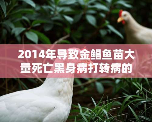 2014年导致金鲳鱼苗大量死亡黑身病打转病的处理方法