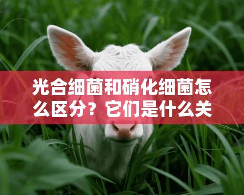 光合细菌和硝化细菌怎么区分？它们是什么关系？