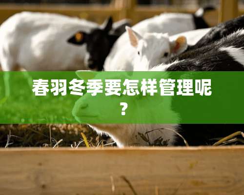 春羽冬季要怎样管理呢？