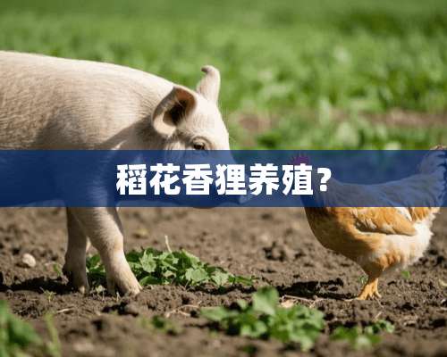 稻花香狸养殖？