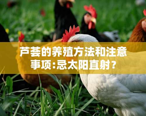 芦荟的养殖方法和注意事项:忌太阳直射？