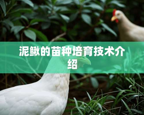 泥鳅的苗种培育技术介绍