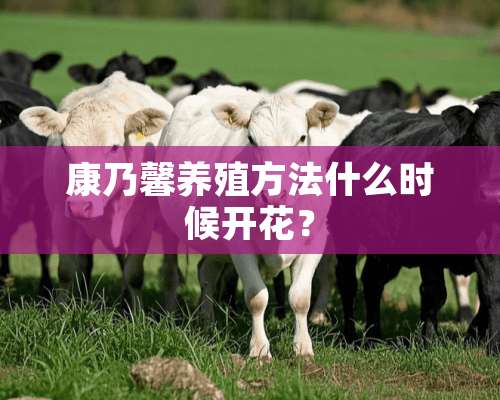 康乃馨养殖方法什么时候开花？