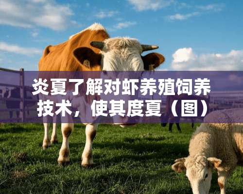 炎夏了解对虾养殖饲养技术，使其度夏（图）