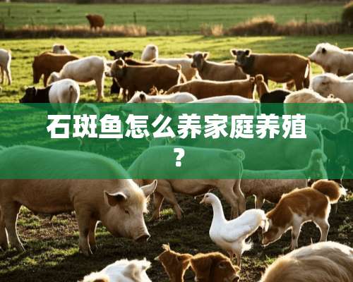 石斑鱼怎么养家庭养殖？