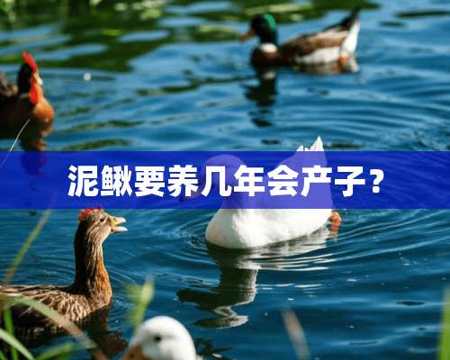 泥鳅要养几年会产子？