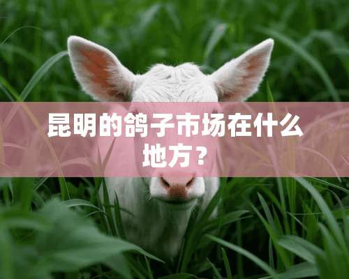 昆明的鸽子市场在什么地方？