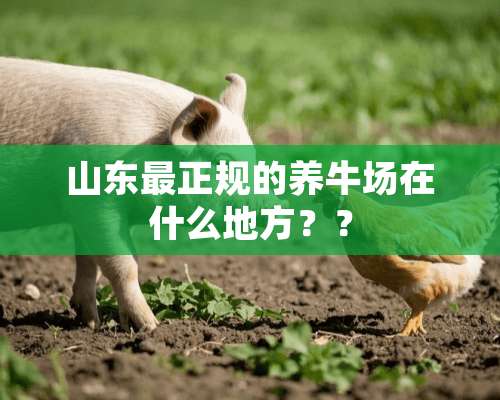 山东最正规的养牛场在什么地方？？