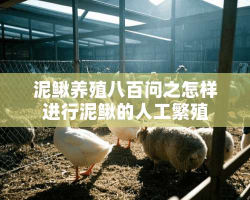 泥鳅养殖八百问之怎样进行泥鳅的人工繁殖