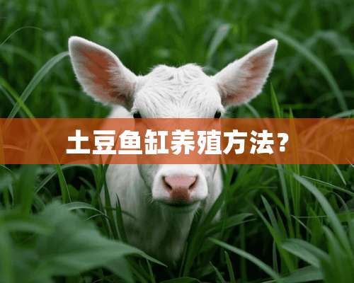 土豆鱼缸养殖方法？