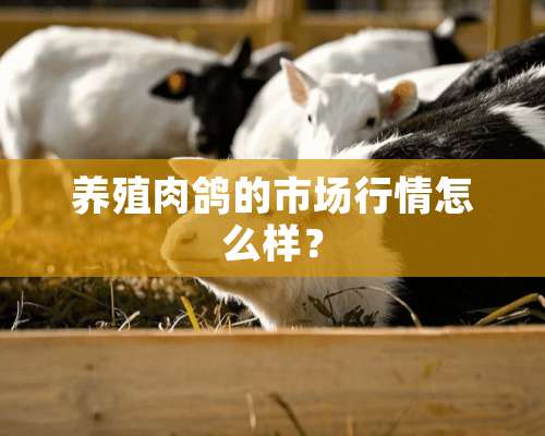 养殖肉鸽的市场行情怎么样？