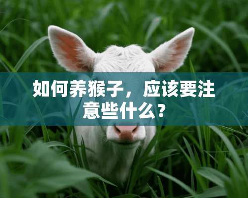 如何养猴子，应该要注意些什么？