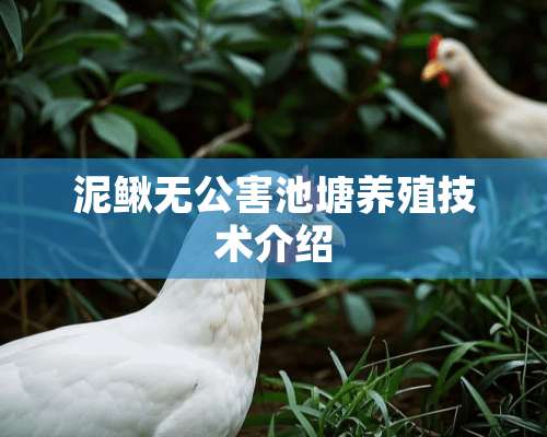 泥鳅无公害池塘养殖技术介绍