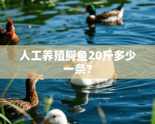 人工养殖鳄鱼20斤多少一条？