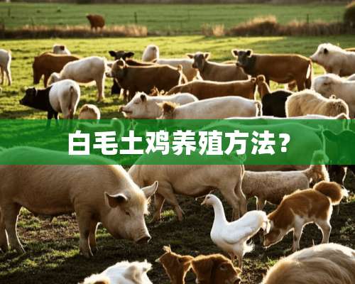 白毛土鸡养殖方法？