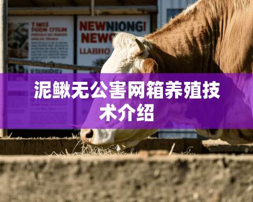 泥鳅无公害网箱养殖技术介绍