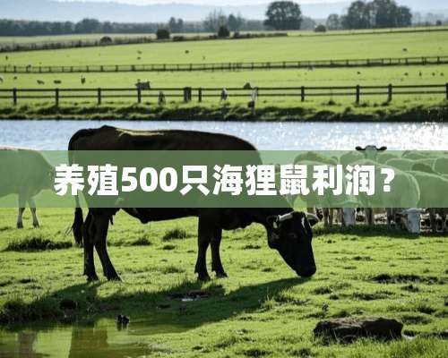 养殖500只海狸鼠利润？