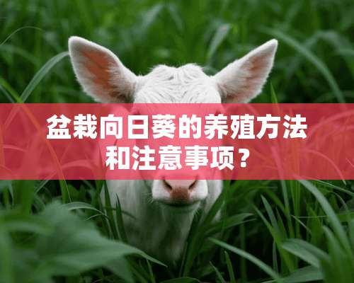 盆栽向日葵的养殖方法和注意事项？