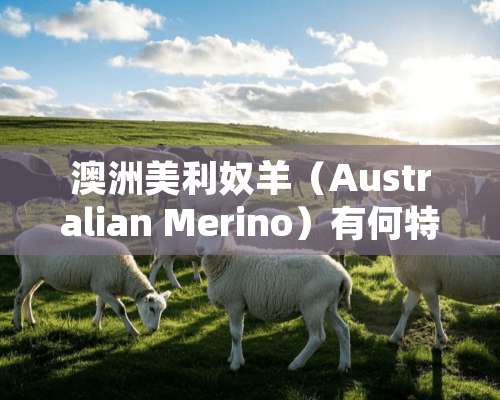 澳洲美利奴羊（Australian Merino）有何特性？