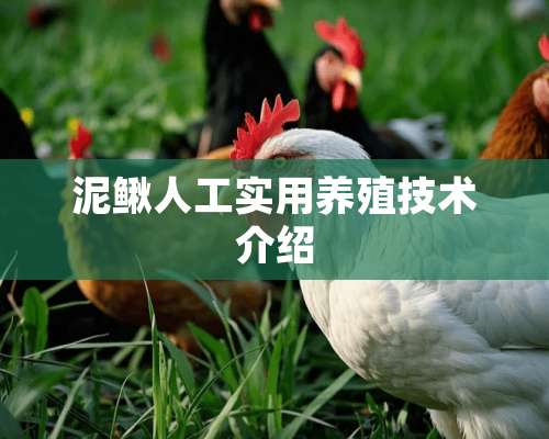 泥鳅人工实用养殖技术介绍