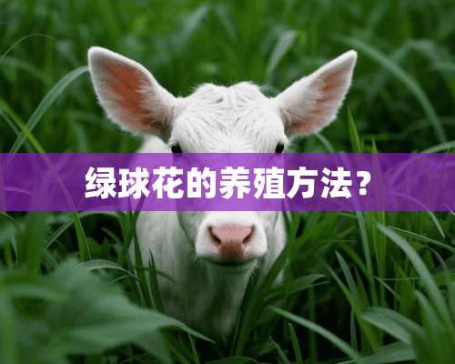 绿球花的养殖方法？