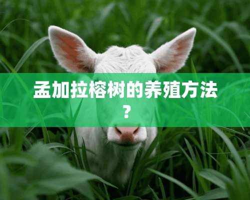 孟加拉榕树的养殖方法？