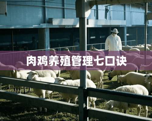 肉鸡养殖管理七口诀