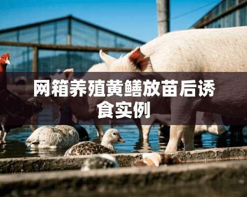 网箱养殖黄鳝放苗后诱食实例