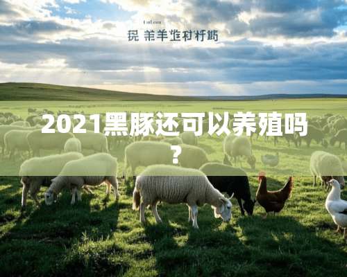 2021黑豚还可以养殖吗？