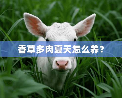 香草多肉夏天怎么养？