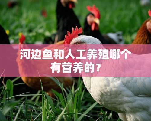 河边鱼和人工养殖哪个有营养的？