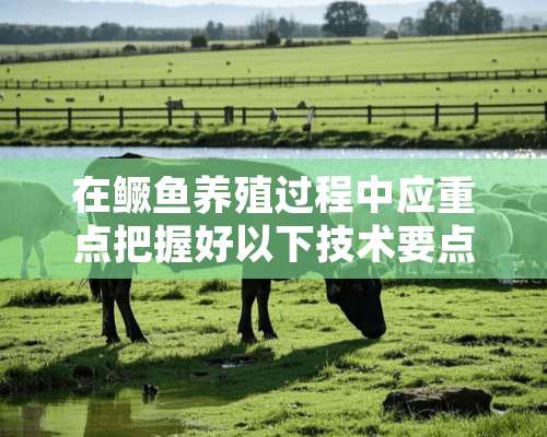 在鳜鱼养殖过程中应重点把握好以下技术要点