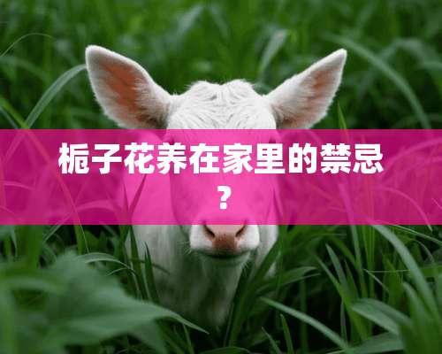 栀子花养在家里的禁忌？