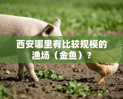 西安哪里有比较规模的渔场（金鱼）？