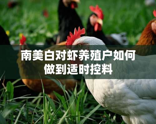 南美白对虾养殖户如何做到适时控料