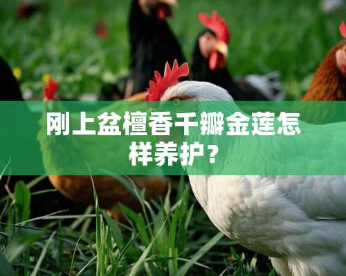 刚上盆檀香千瓣金莲怎样养护？