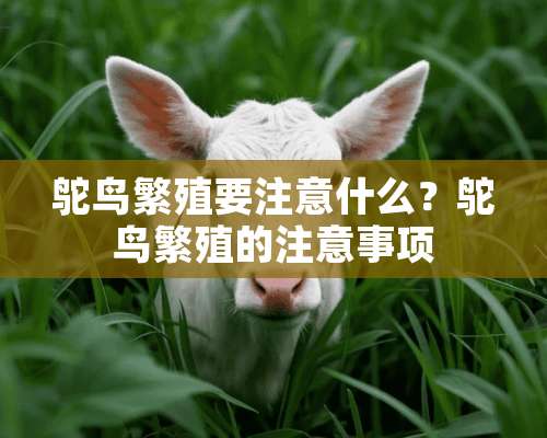 鸵鸟繁殖要注意什么？鸵鸟繁殖的注意事项