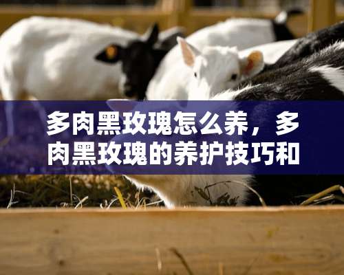 多肉黑玫瑰怎么养，多肉黑玫瑰的养护技巧和繁殖方法？