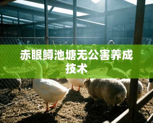 赤眼鳟池塘无公害养成技术