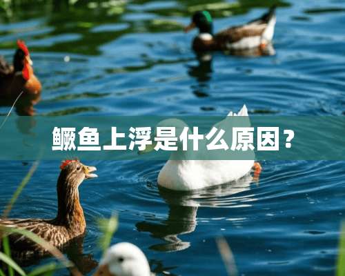 鳜鱼上浮是什么原因？